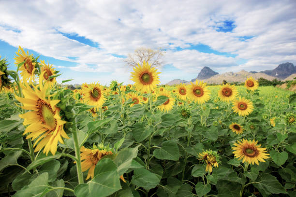 istock Sunflower on field at sky background. 1186817541