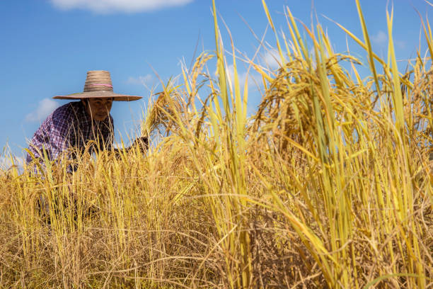 istock Farmers harvesting rice on field. 1186817550
