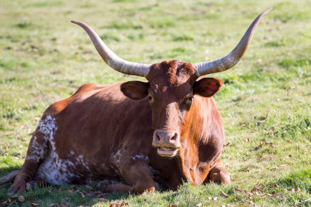 istock Big brown longhorn cow on a meadow 1186817554