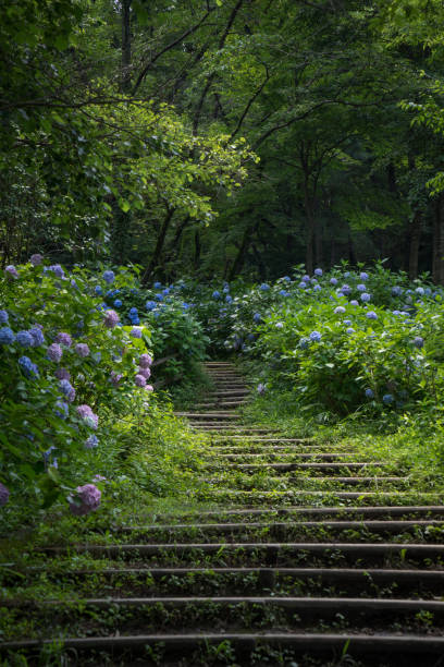 istock Hydrangea flowers in full bloom by a walking path in the park, Tokyo, Japan 1186817881