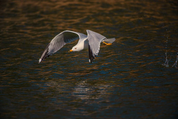 istock Ring-Billed Gull Fishing 1186819148