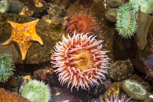istock Sea actinia with starfish underwater 1186820010