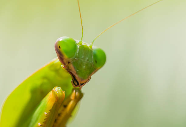istock Close up of a green Praying mantis 1186820874