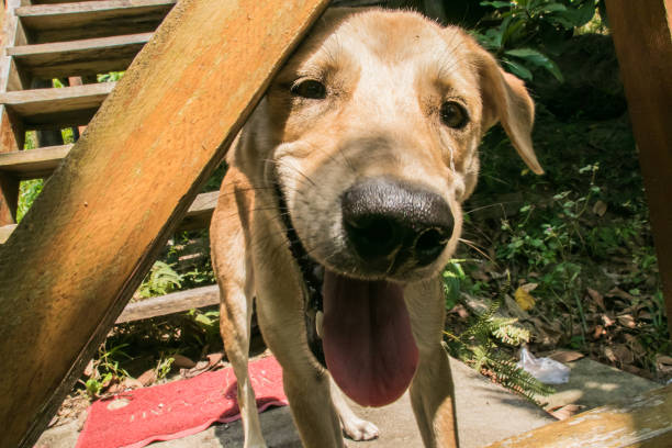 istock A cute Dog smiling into the camera 1186820880