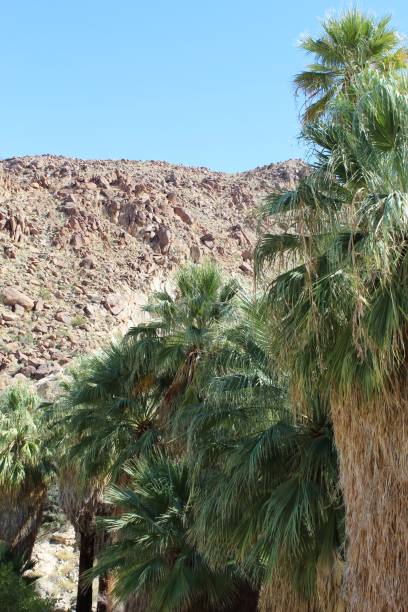 istock 49 PALMS OASIS - JOSHUA TREE NP 101219 C 1186820906