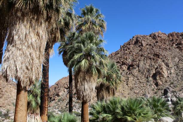 istock 49 PALMS OASIS - JOSHUA TREE NP 101219 A 1186820907