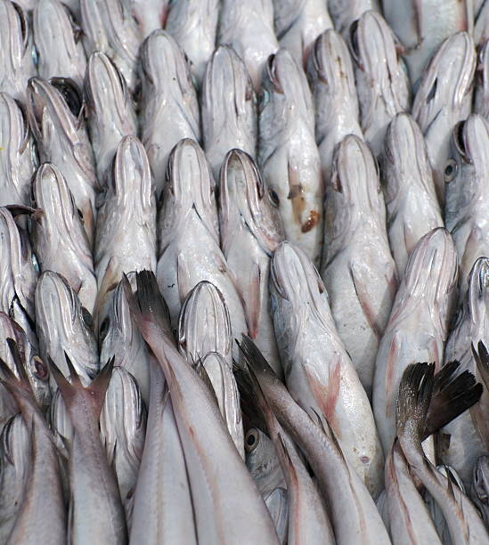 Aligned fish for sale stock photo