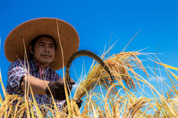 istock Farmer harvesting in thailand at sky. 1186826288