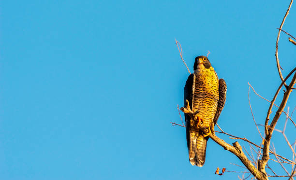 istock Peregrine Falcon 1186828306