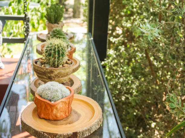 istock selective focus tiny cactus in pots for house decoration 1186834274