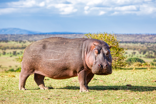 Hippopotmus walking in Masai mara game reserve, Keanya. It is unusual to see them on land during the day.