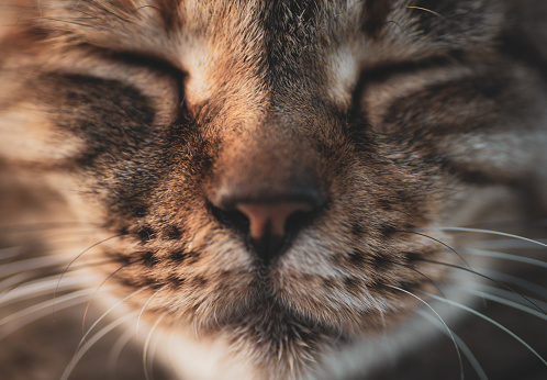 A close-up shot of the cat's face