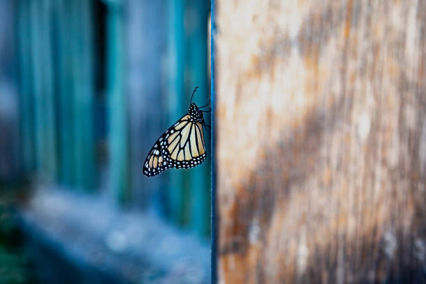 papillon monarque dans le parc d'état de ponts naturels dans le matin tôt 13 - san juan county photos et images de collection