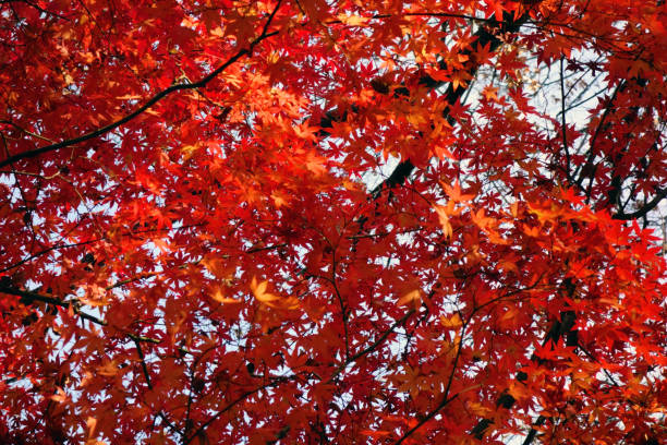 istock Gorgeous autumn leaves of maple 1186840059
