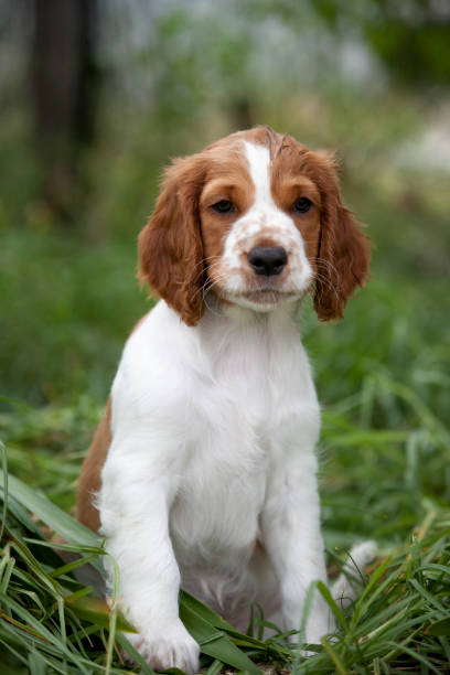 istock Welsh Springer Spaniel Puppy 1186842992