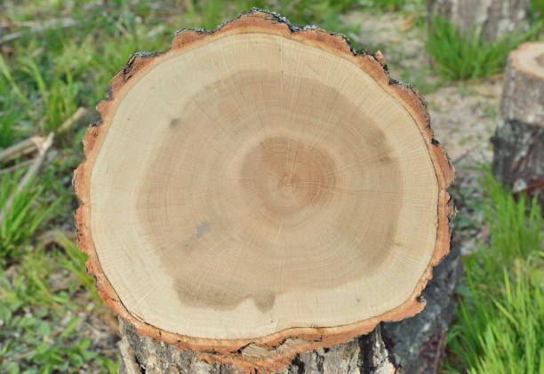 istock Cut of oak 1 1186843064