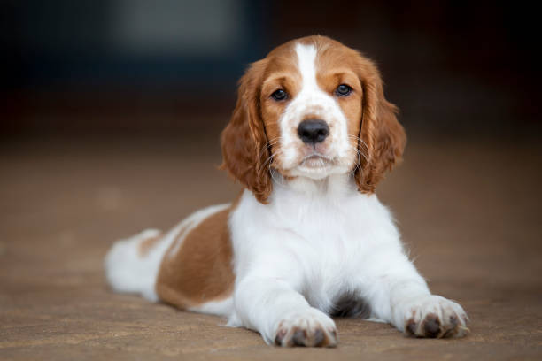 istock Welsh Springer Spaniel Puppy 1186843106