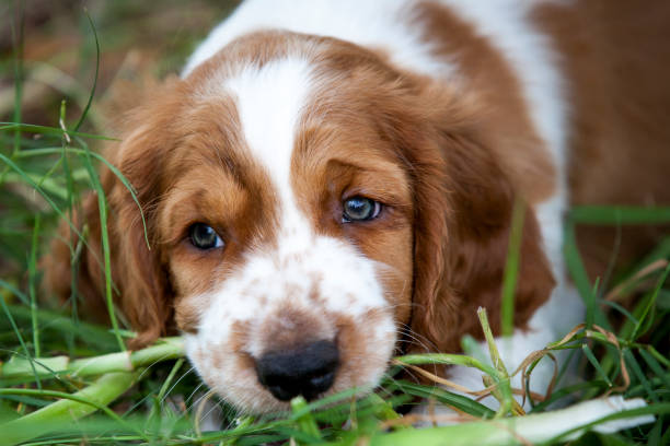 istock Welsh Springer Spaniel Puppy 1186843230