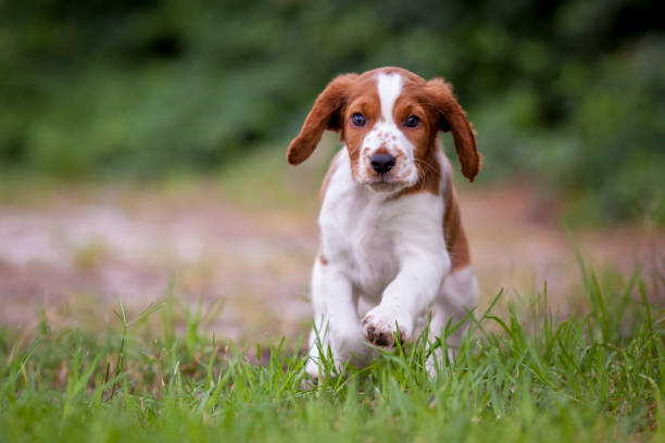 Welsh Springer Spaniel Puppy stock photo