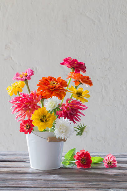 istock zinnia flowers in bucket on white background 1186844663