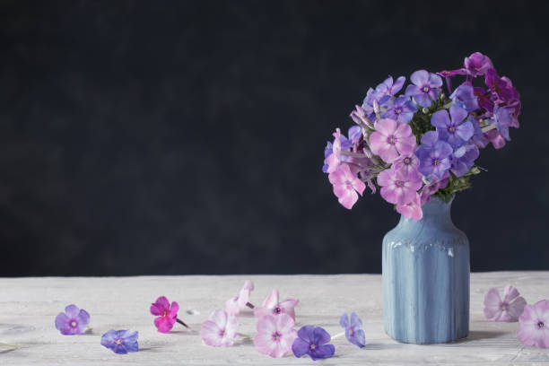 istock phlox in blue ceramic vase on dark background 1186844668