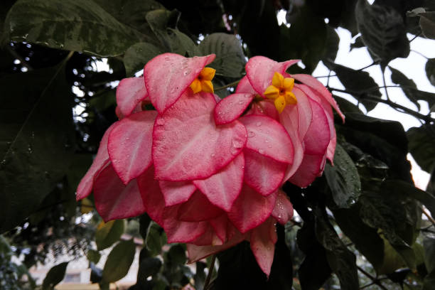 A Mussaenda alicia is blooming. Biswanath Chariali, Assam - 3 November 2018 : A Mussaenda alicia is blooming. pink mussaenda flower stock pictures, royalty-free photos & images