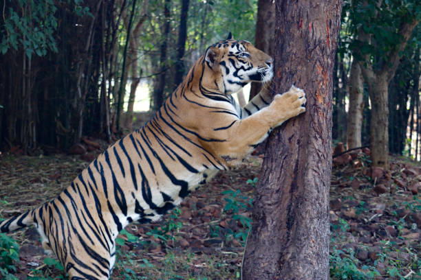 istock A tiger trying to climb tree 1186847336
