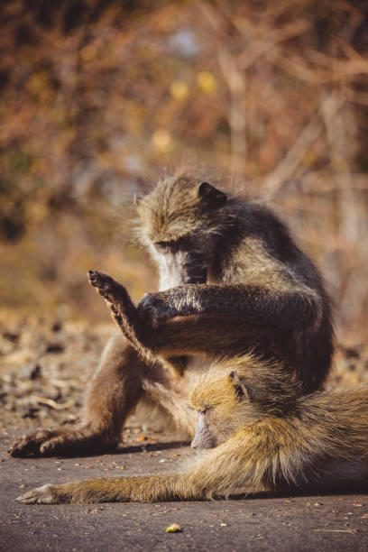 affe - kruger national park monkey baboon africa stock-fotos und bilder