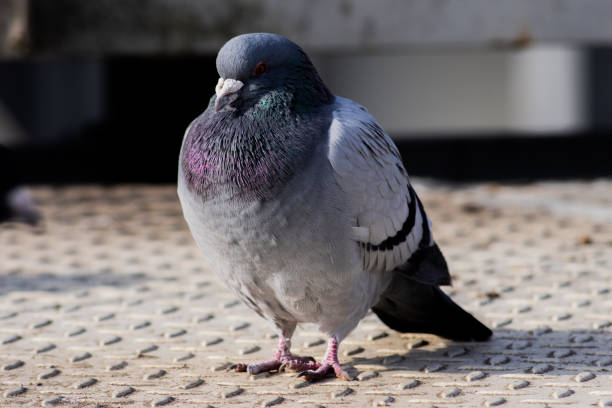istock Wild pigeons in the city 1186848308