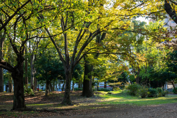парк киёсуми в японии токио, осенние цвета - 11246 стоковые фото и изображения