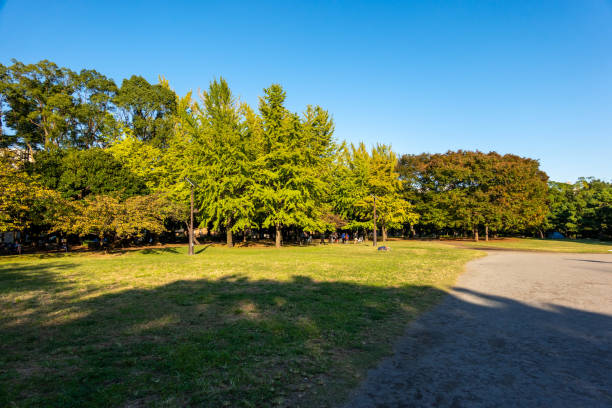 日本の清澄公園東京、秋の色 - 11244 ストックフォトと画像