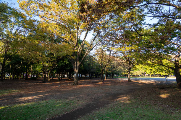 日本の清澄公園東京、秋の色 - 11250 ストックフォトと画像