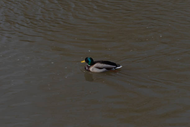 istock Wild duck on the water floats 1186849701