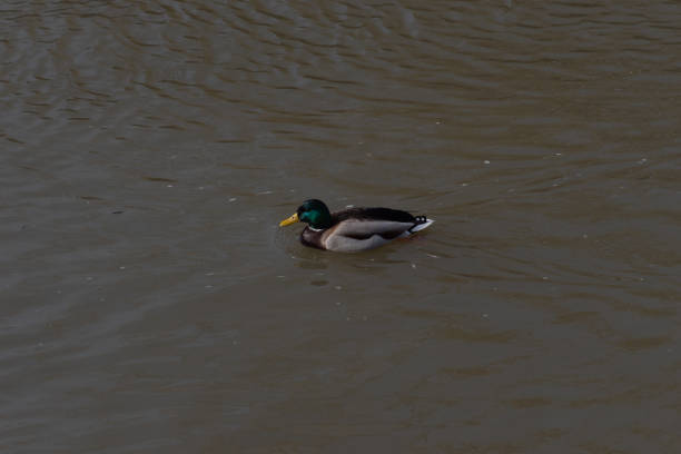 istock Wild duck on the water floats 1186849712