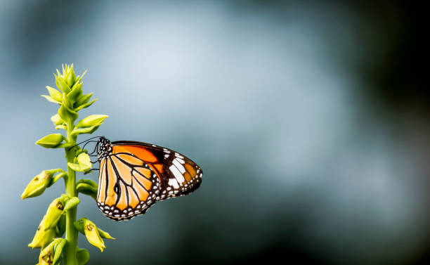 istock Butterfly eating pollen of flower 1186852196