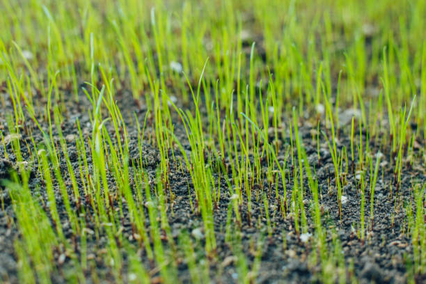 istock Fresh green spring grass with dew drops closeup with sun on natural defocused light nature bokeh background, Lawn grass sprouting, sowing crops and grains 1186852922