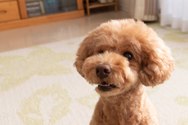 istock Toy poodle waiting 1186854490