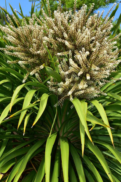 Cabbage Tree Blooming Cabbage tree Cordyline australis endemic to New Zealand treetop detail with white compound flowers blooming. cordyline fruticosa stock pictures, royalty-free photos & images
