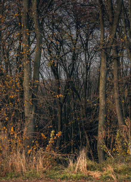 istock Fading nature in autumn plants 1186854621
