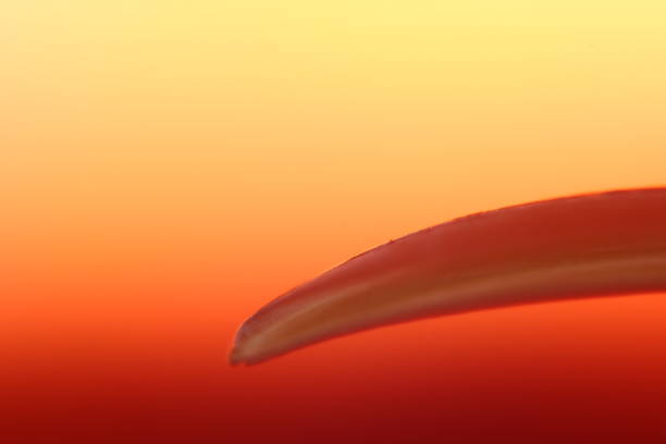 Pink and green Calla lily abstract