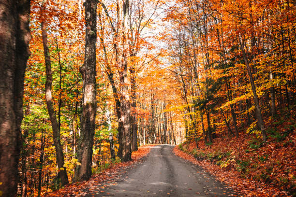 istock autumnal footpath in autumn 1186860159