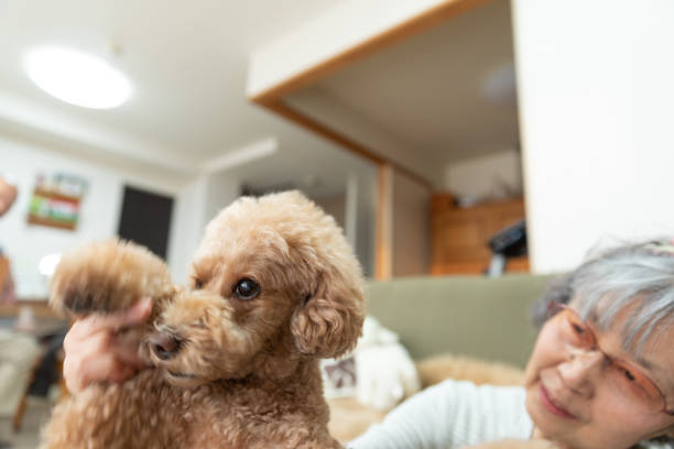 istock Toy poodle and mother 1186862338