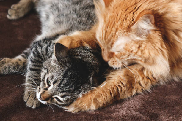 istock Big ginger cat hugs his beloved cat 1186863059