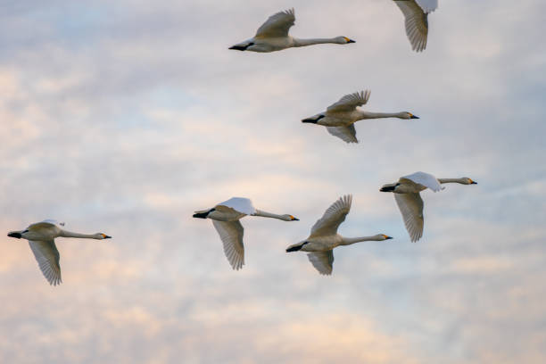 istock Beautiful swan flight 1186863118
