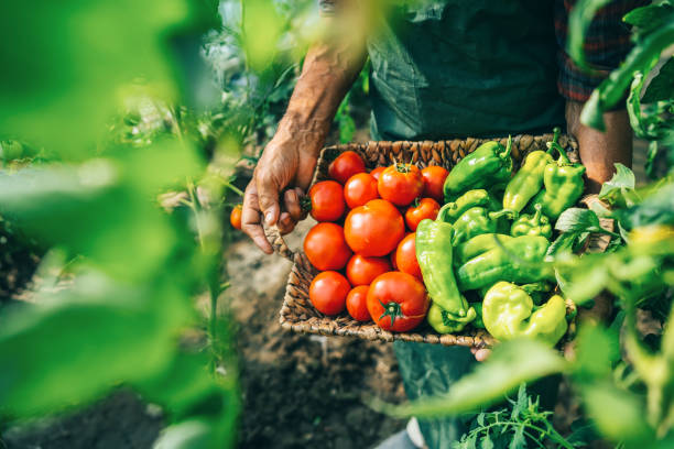 istock Mature farmer carrying vegetables in basket 1186863815