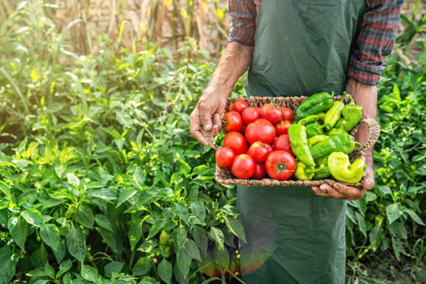 istock Mature farmer carrying vegetables in basket 1186863821