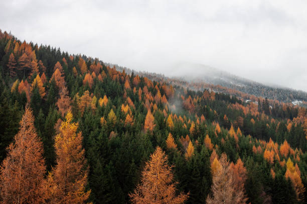 istock Autumn forest with green spruces and yellow larch 1186864520