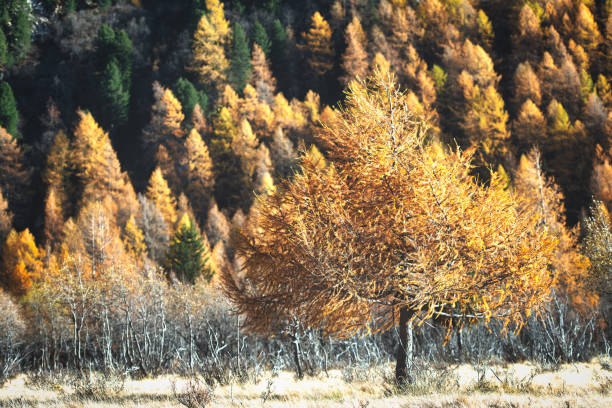 istock Larch in gold-colored autumn. 1186864595