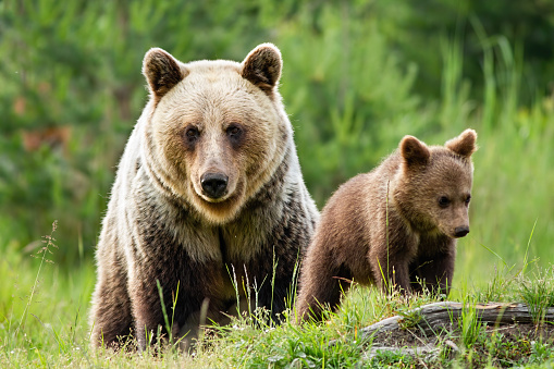 A big female brown bear, ursus arctos, keeping a wary eye on her little baby. She-bear watching every step of and her cute cub in the grassy landscape.