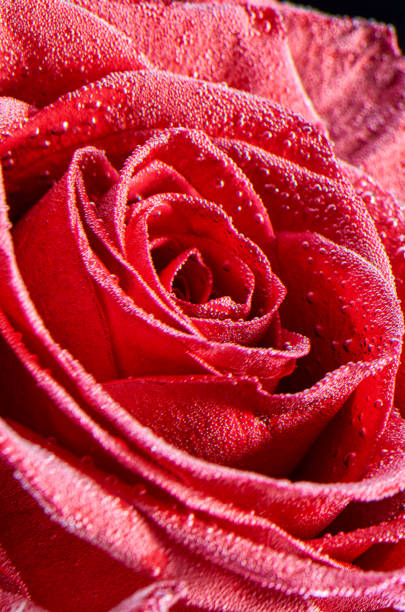 istock Red rose under water with bubbles on a black background. Closeup image isolated on black background. 1186868112